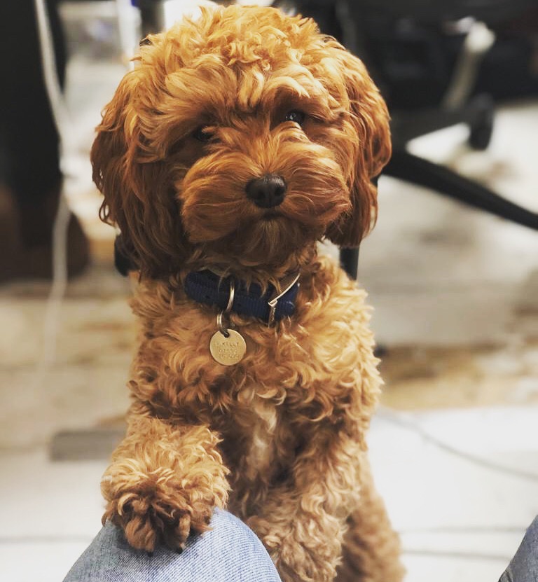saas marketing puppy